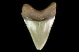 Fossil Megalodon Tooth - North Carolina #130044-2